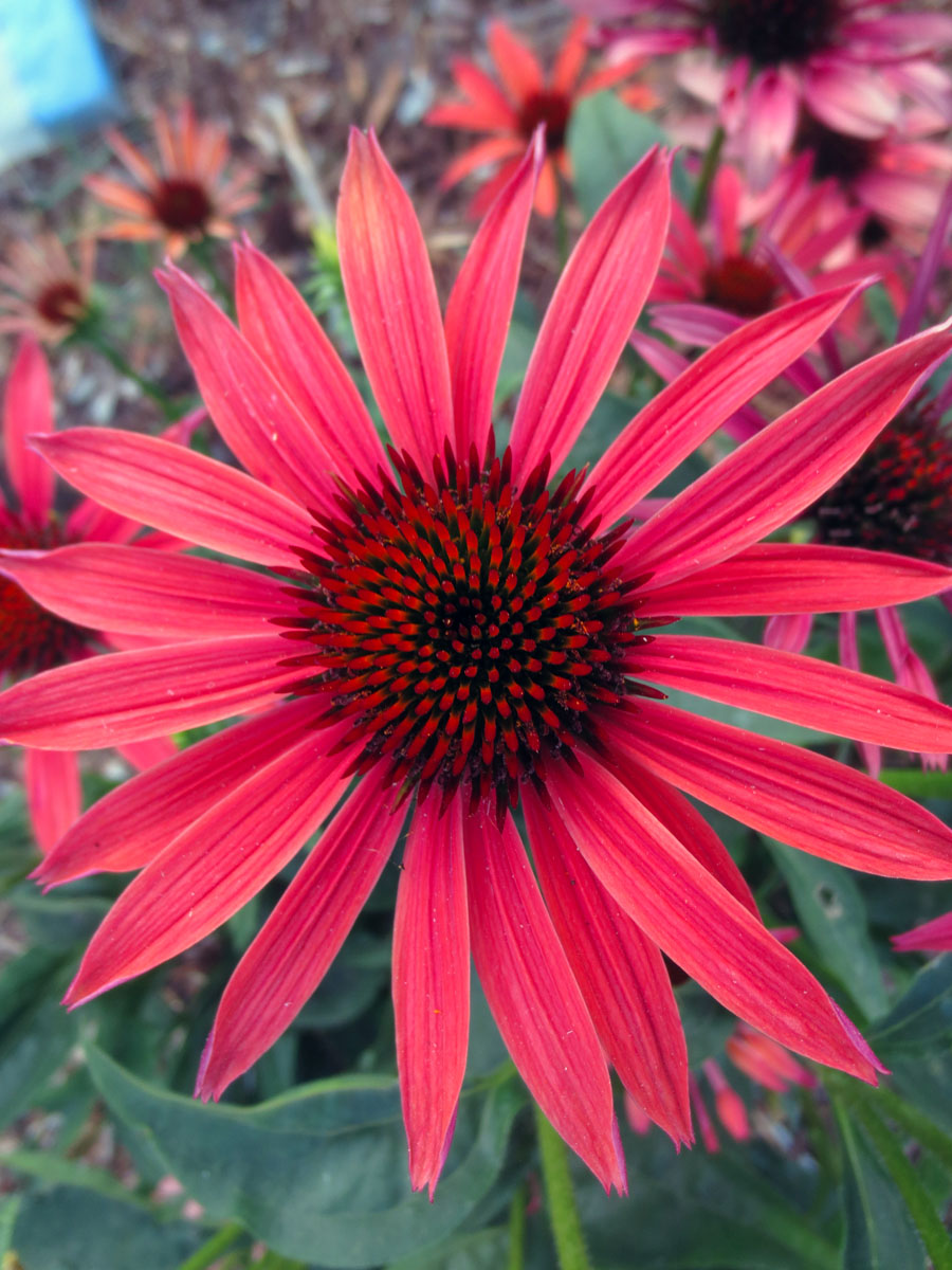 Smell the flower by Susan Fluegel
